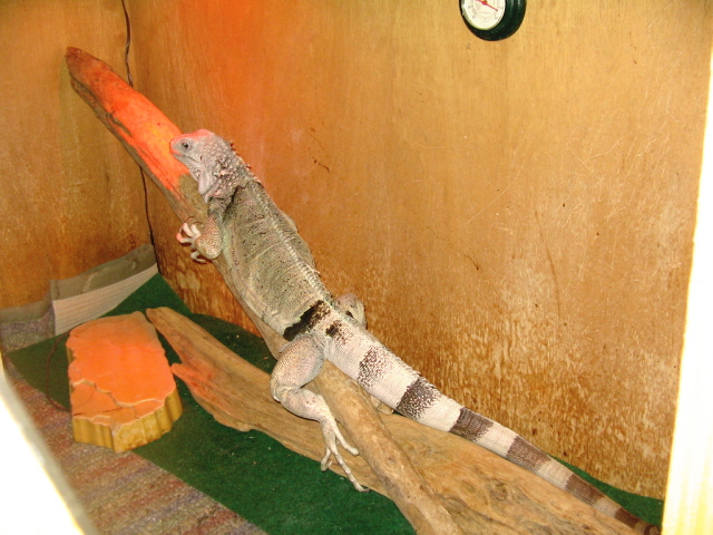 Easy the iguana