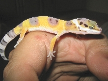 juan