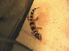 another baby
