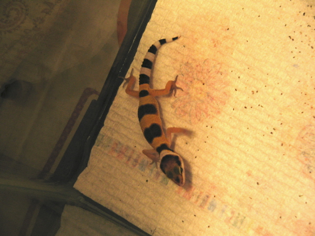 another baby