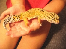 Lea again
