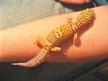 Pinky