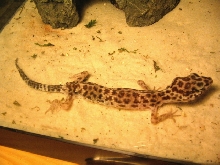 Female Rescue
