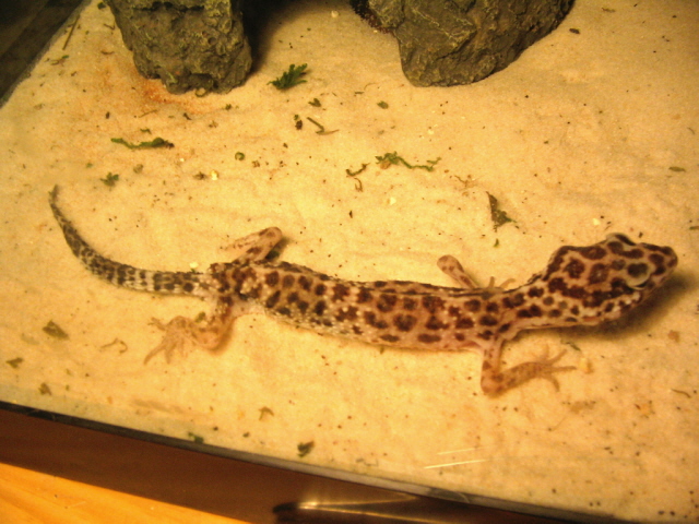 Female Rescue