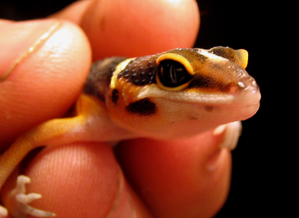 Orange eye lids
