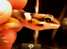 another baby