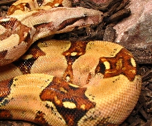 04 J. peters female col