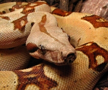 04 L. Keller female col