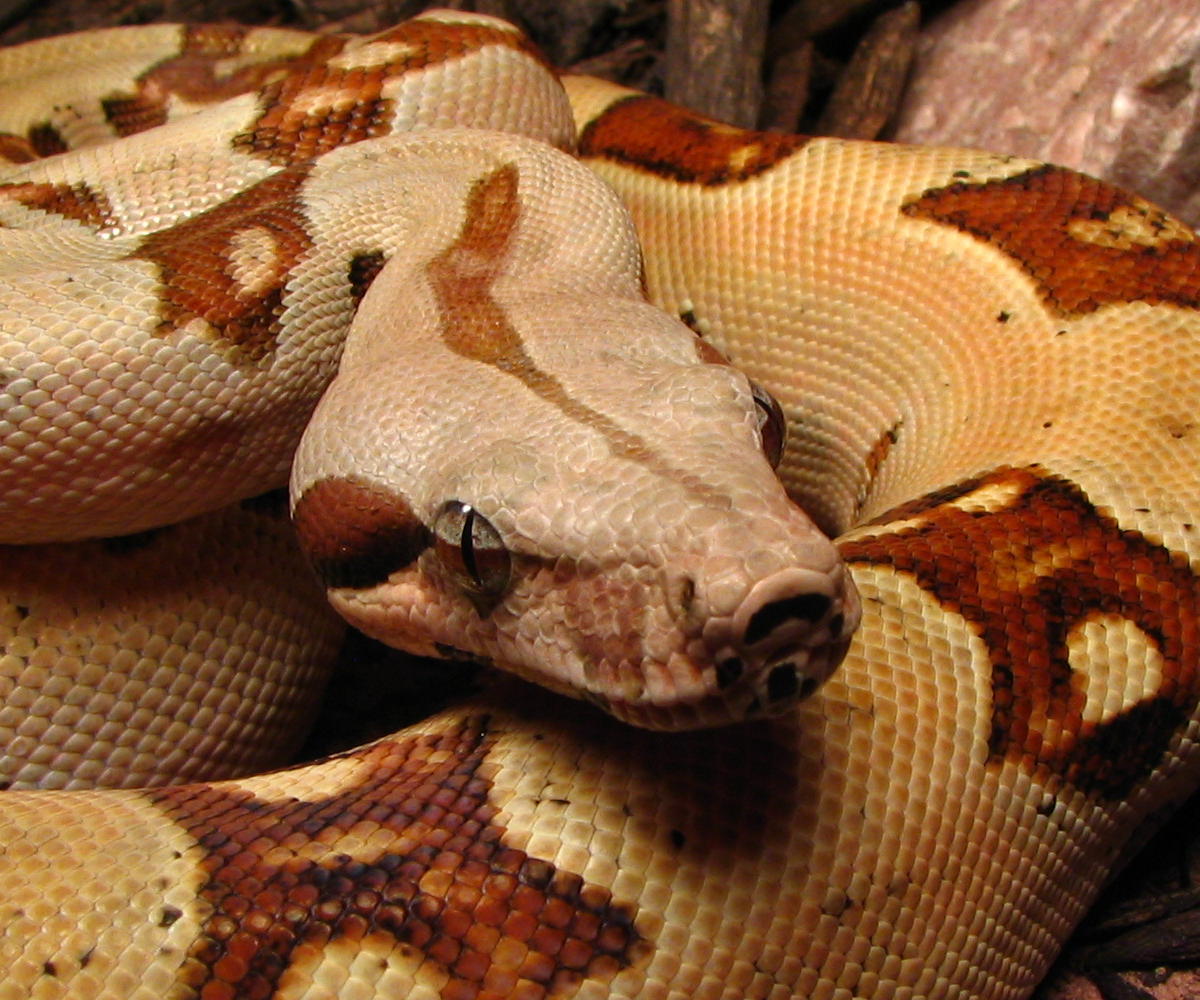 04 L. Keller female col