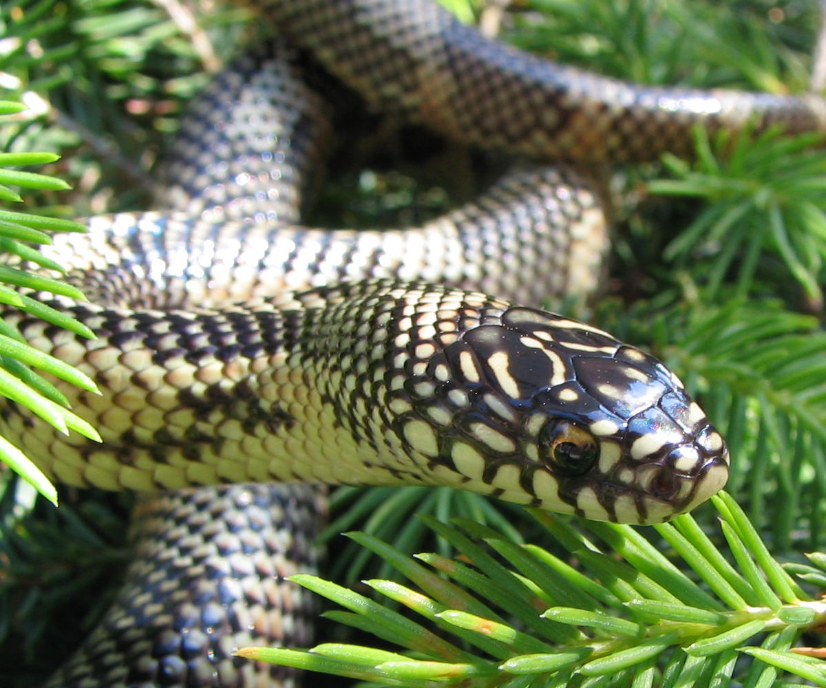04 blotched female