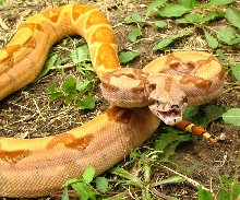 04 male hypo