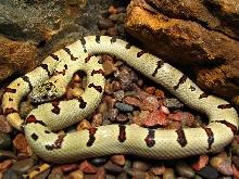 04 male thayeri
