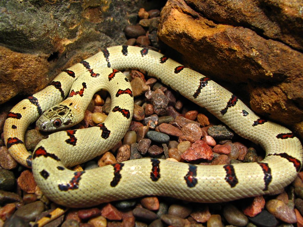 04 male thayeri