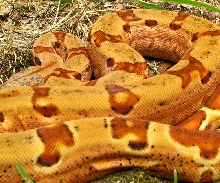 04 female hypo