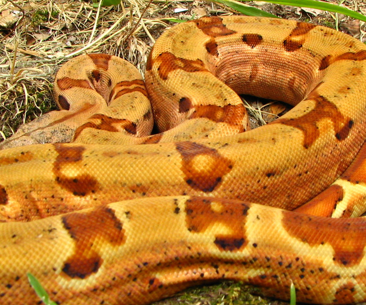 04 female hypo