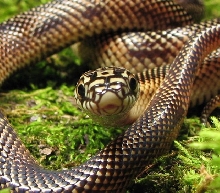goini kingsnake