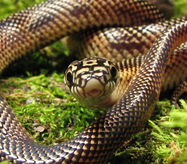 goini kingsnake