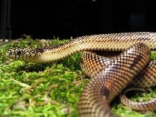 goini kingsnake