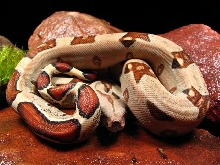 FEMALE PASTEL