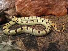 thayeri
