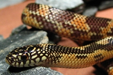 goini kingsnake