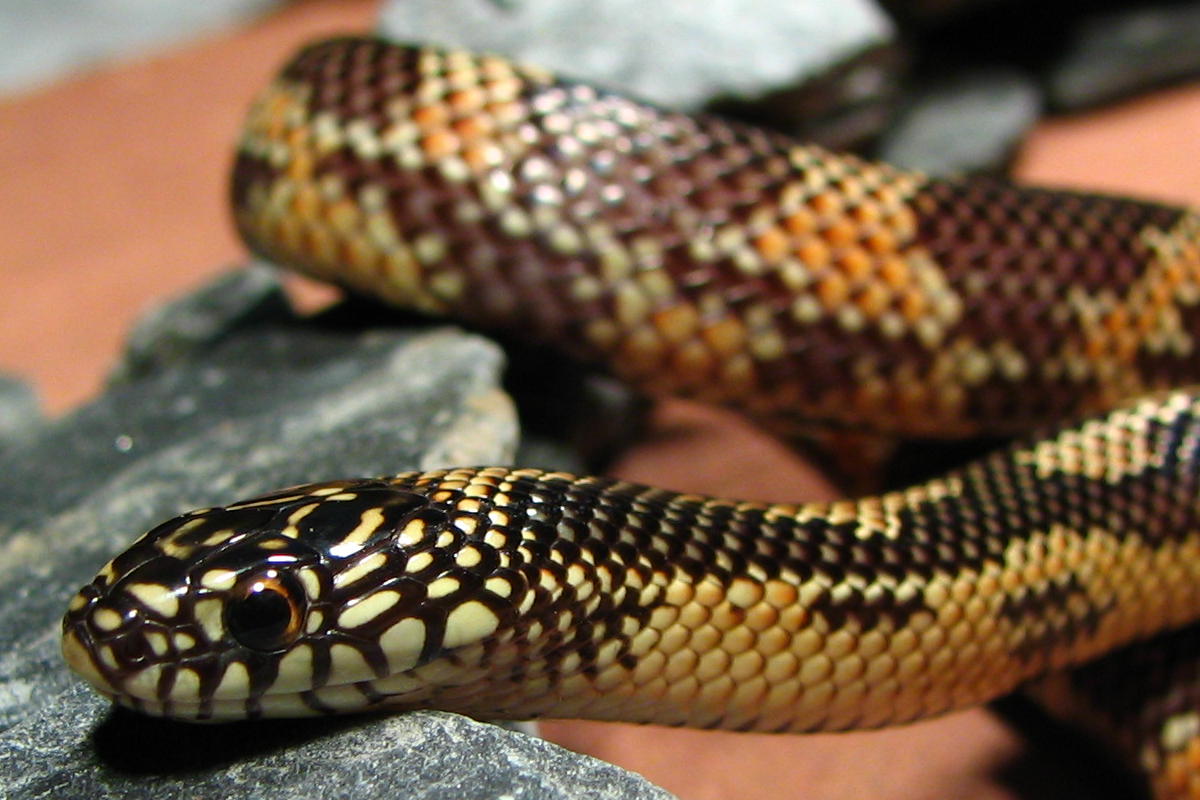 goini kingsnake