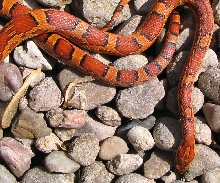 cornsnake