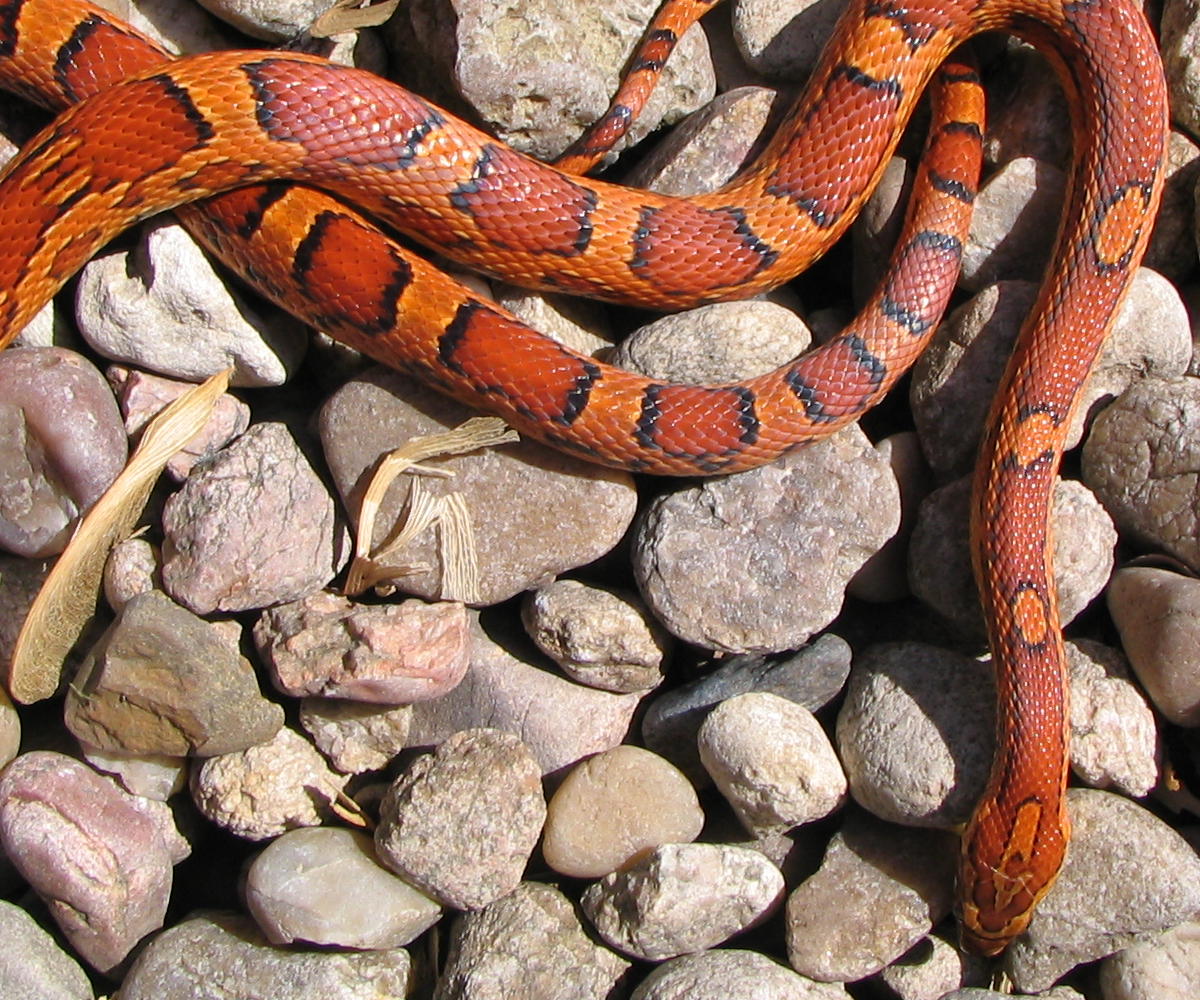cornsnake