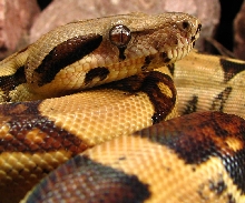 04 L.K. male