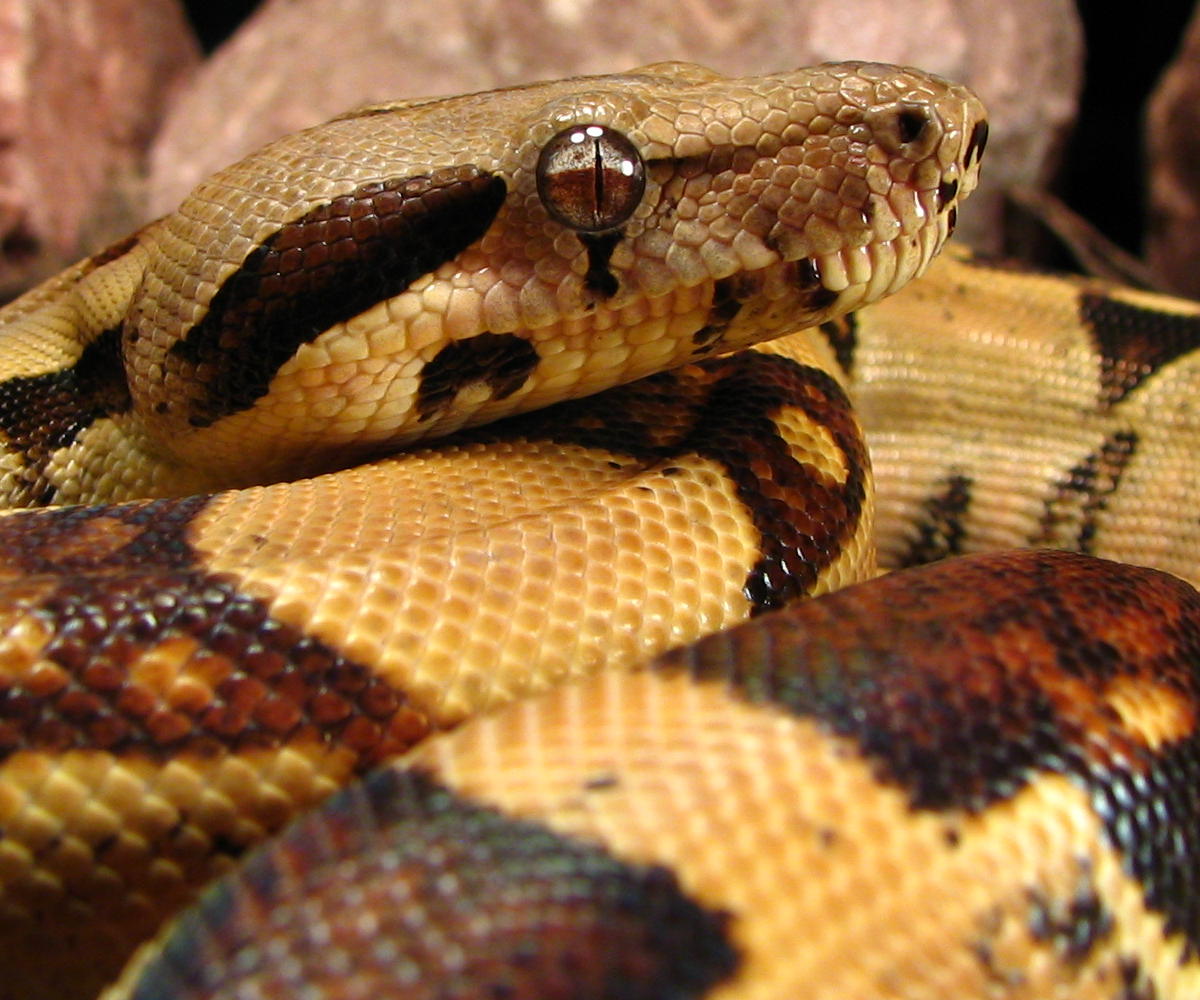 04 L.K. male