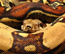 04 L.K. male