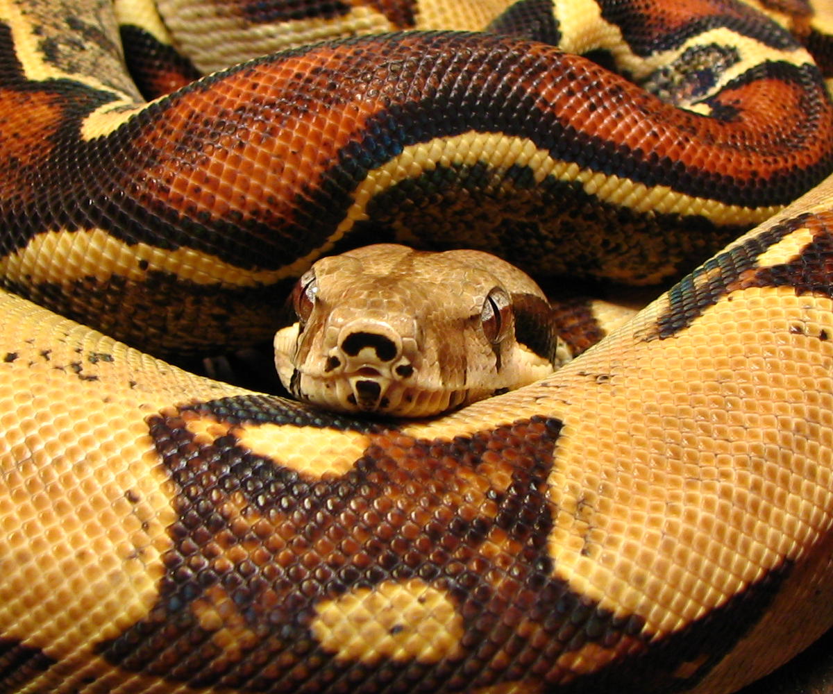 04 L.K. male