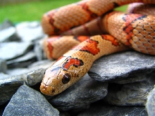 Thayeri female