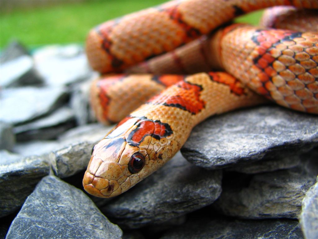 Thayeri female