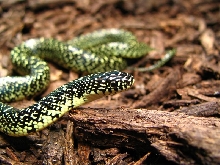 05 speckled king