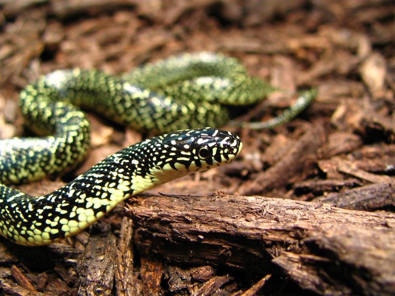 05 speckled king