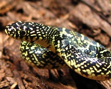05 speckled king