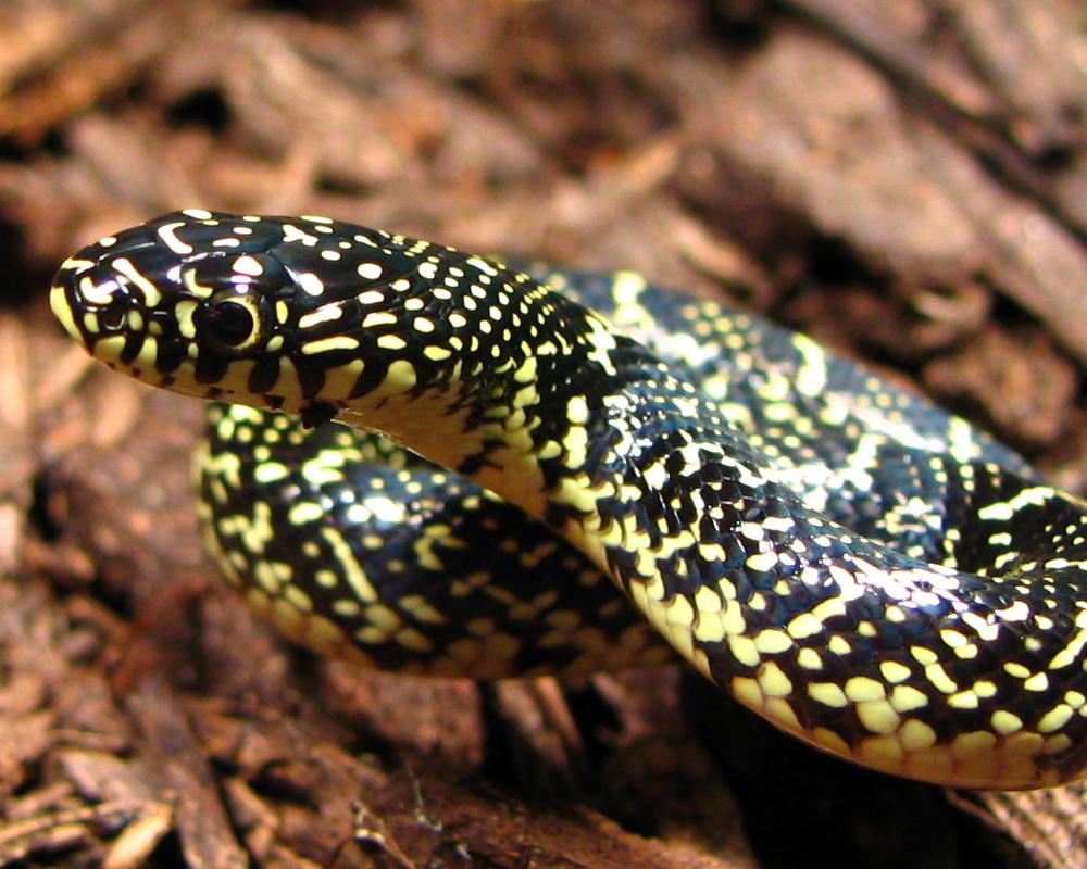 05 speckled king