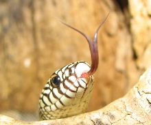 blotched kingsnake tongue shot