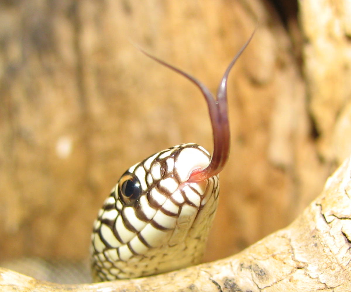 blotched kingsnake tongue shot