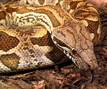 dumeril's boa