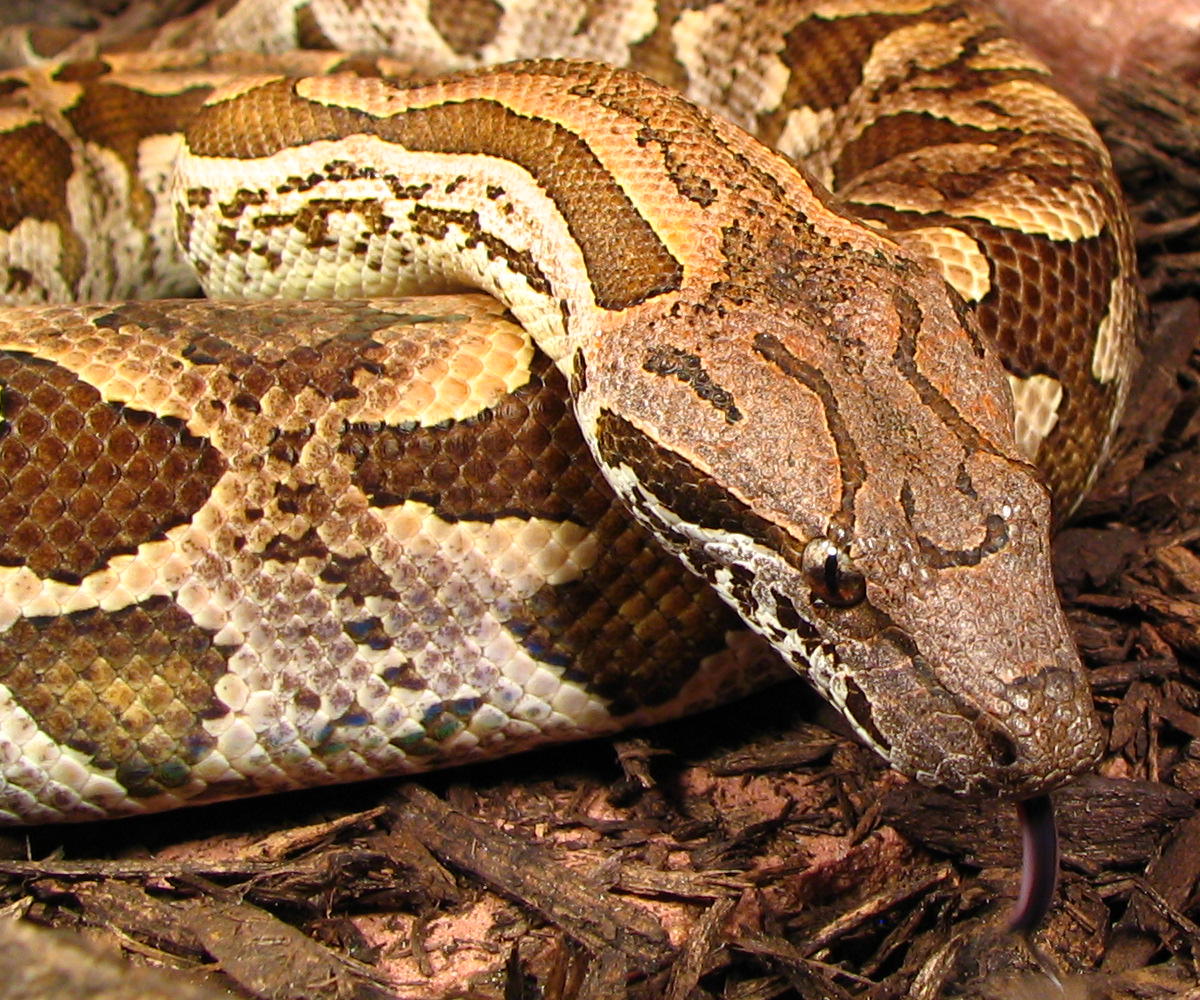 dumeril's boa