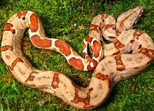 Female Hypo