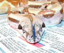 hypo boa tongue shot