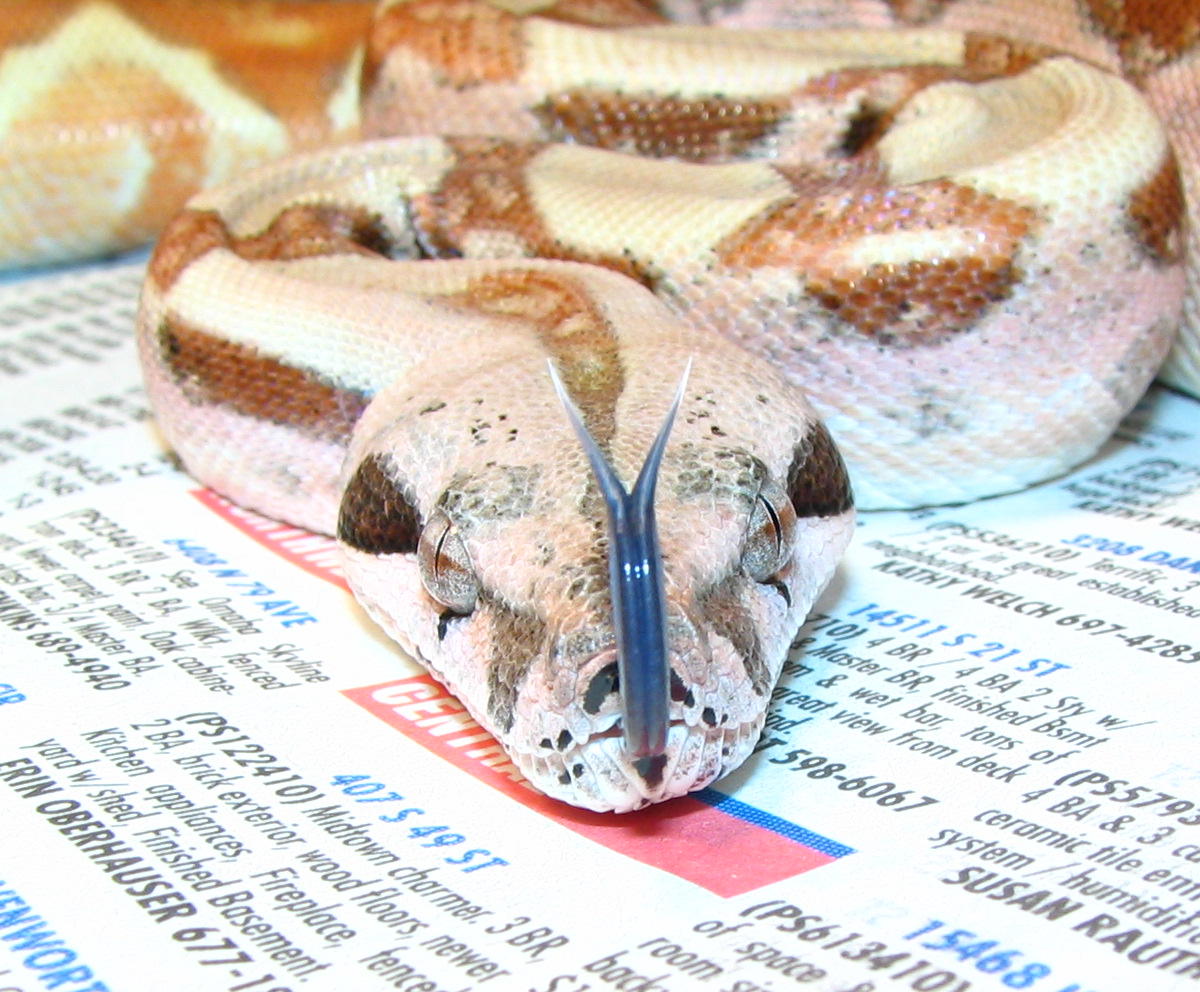 hypo boa tongue shot