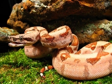 Male Hypo