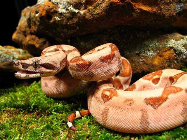 Male Hypo