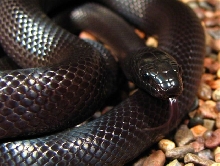 mexican black kingsnake