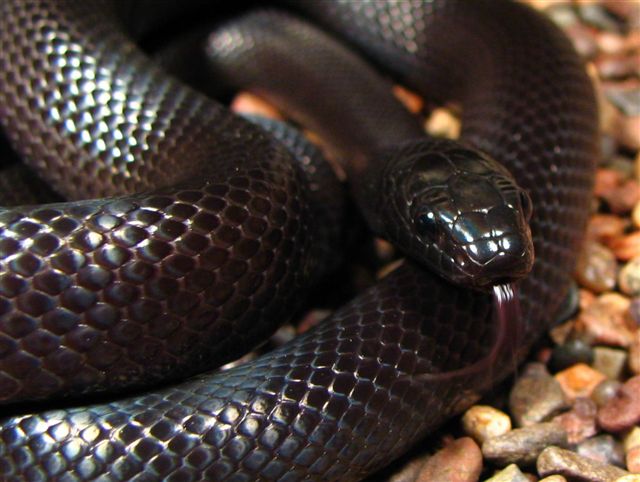 mexican black kingsnake