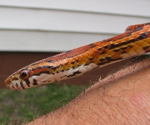 Normal Female Corn